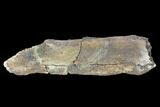 Edmontosaurus Jaw Section - Montana #100848-1